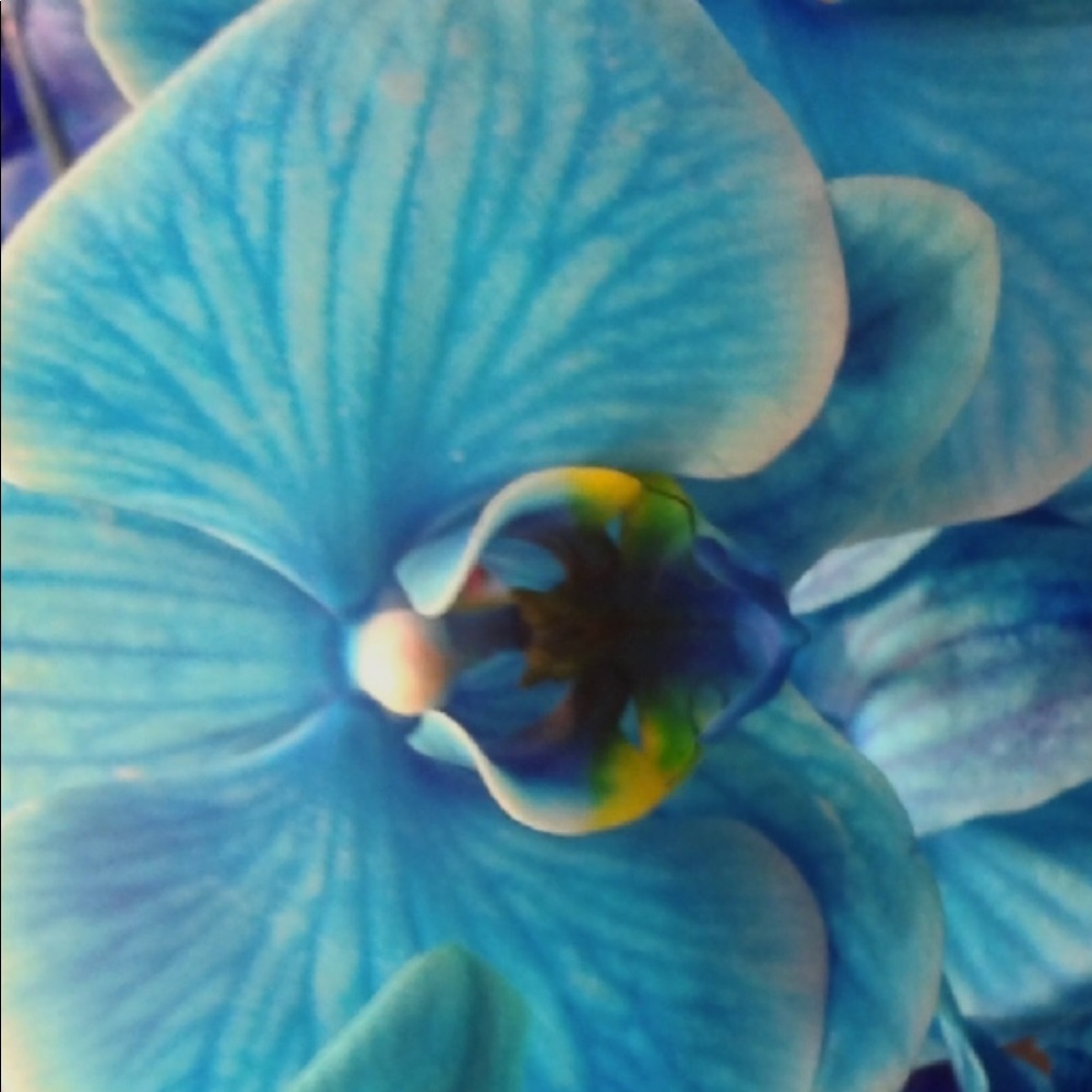 Meet your Posher, Brandy